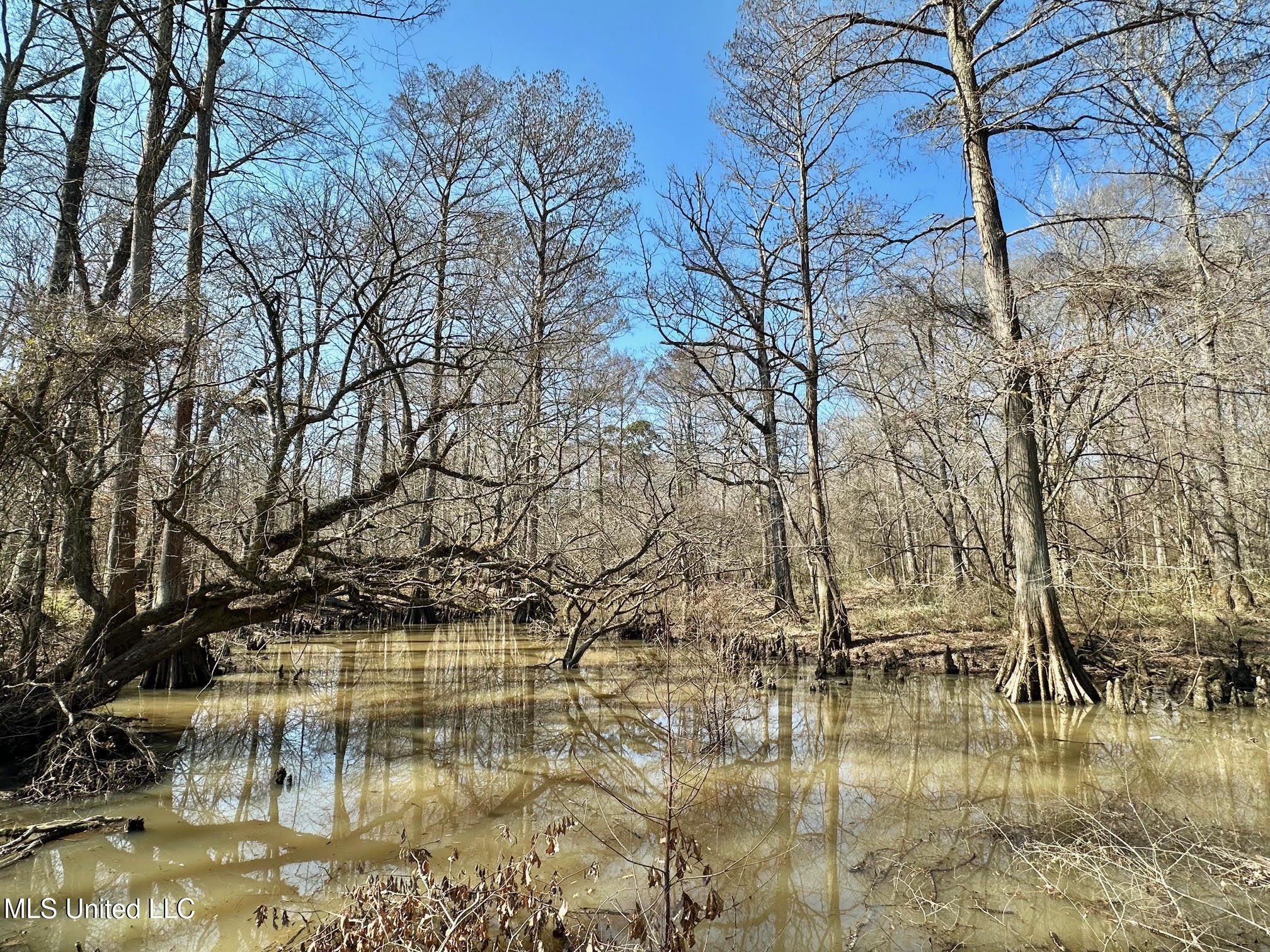 4 Evans Road Carthage, MS 39051 - Photo 6 of 54 51