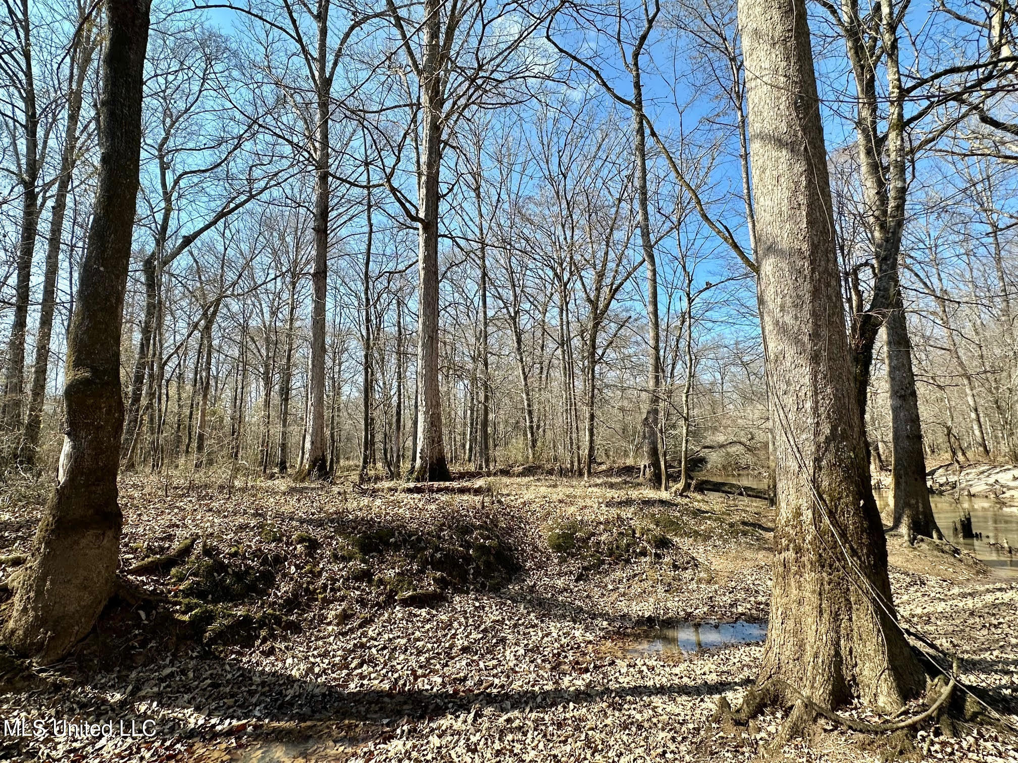 4 Evans Road Carthage, MS 39051 - Photo 10 of 54 55