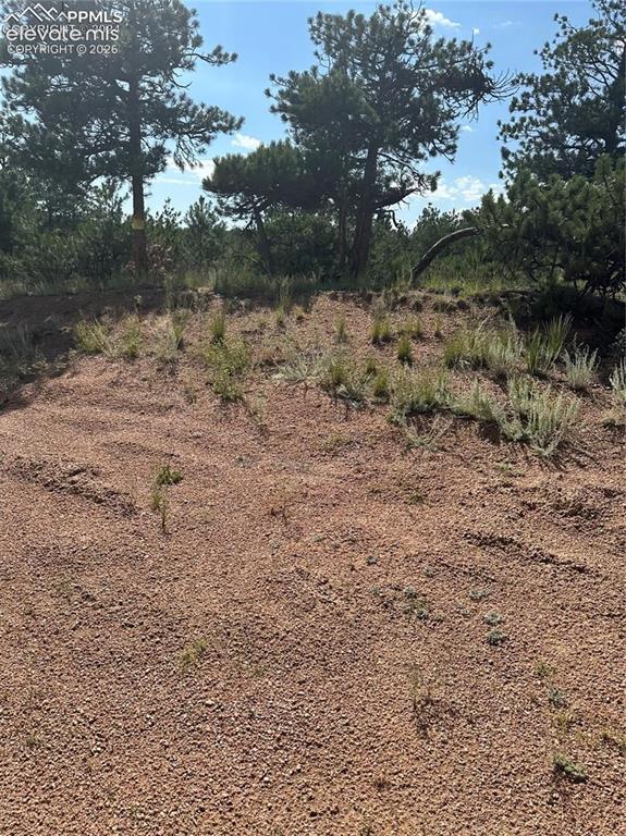 315 Thunder Ridge Road Florissant, CO 80816 - Photo 4 of 5 a view of a dry yard with trees in the background