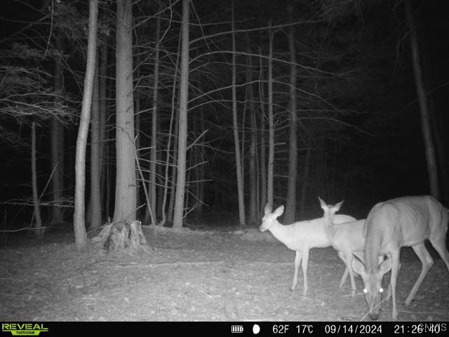 196 Butterfield Road Lisle, NY 13835 - Photo 1 of 1 Gallery Image 1
