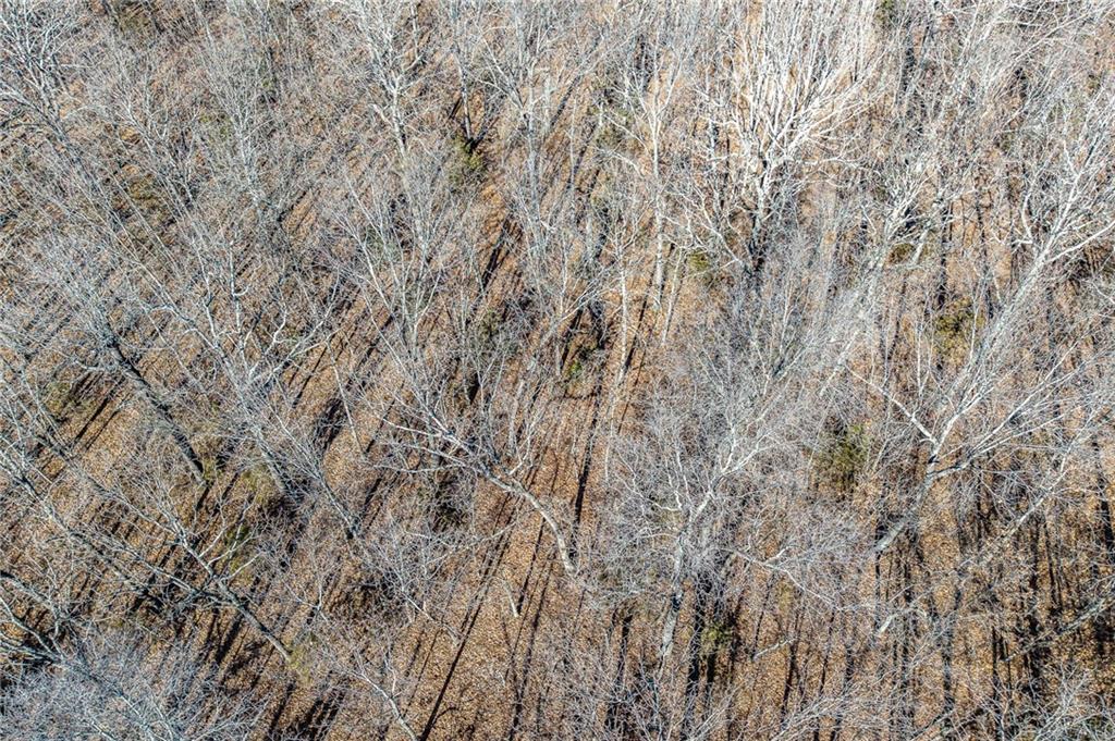 1 Lindley Road Buffalo, MO 65622 - Photo 44 of 57