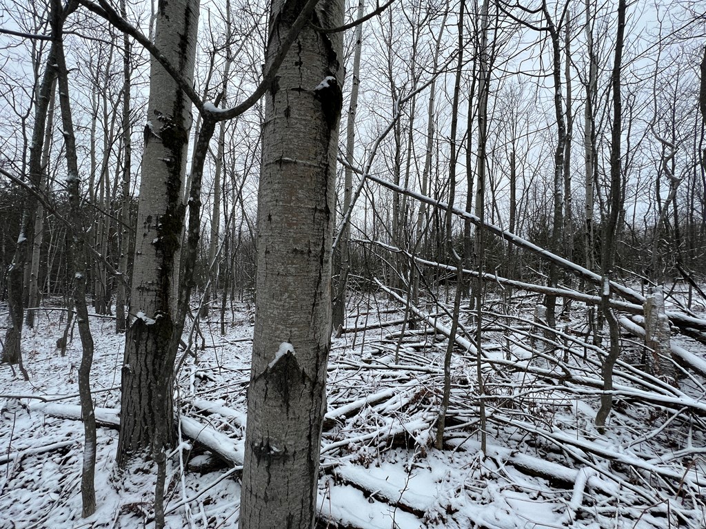 Tbd Juddville Hill Road Fish Creek, WI 54212 - Photo 23 of 31