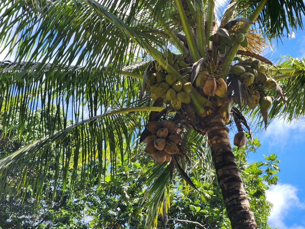91 Wailua Road Haiku, HI 96708 - Photo 4 of 14 a close up of a plant in a garden