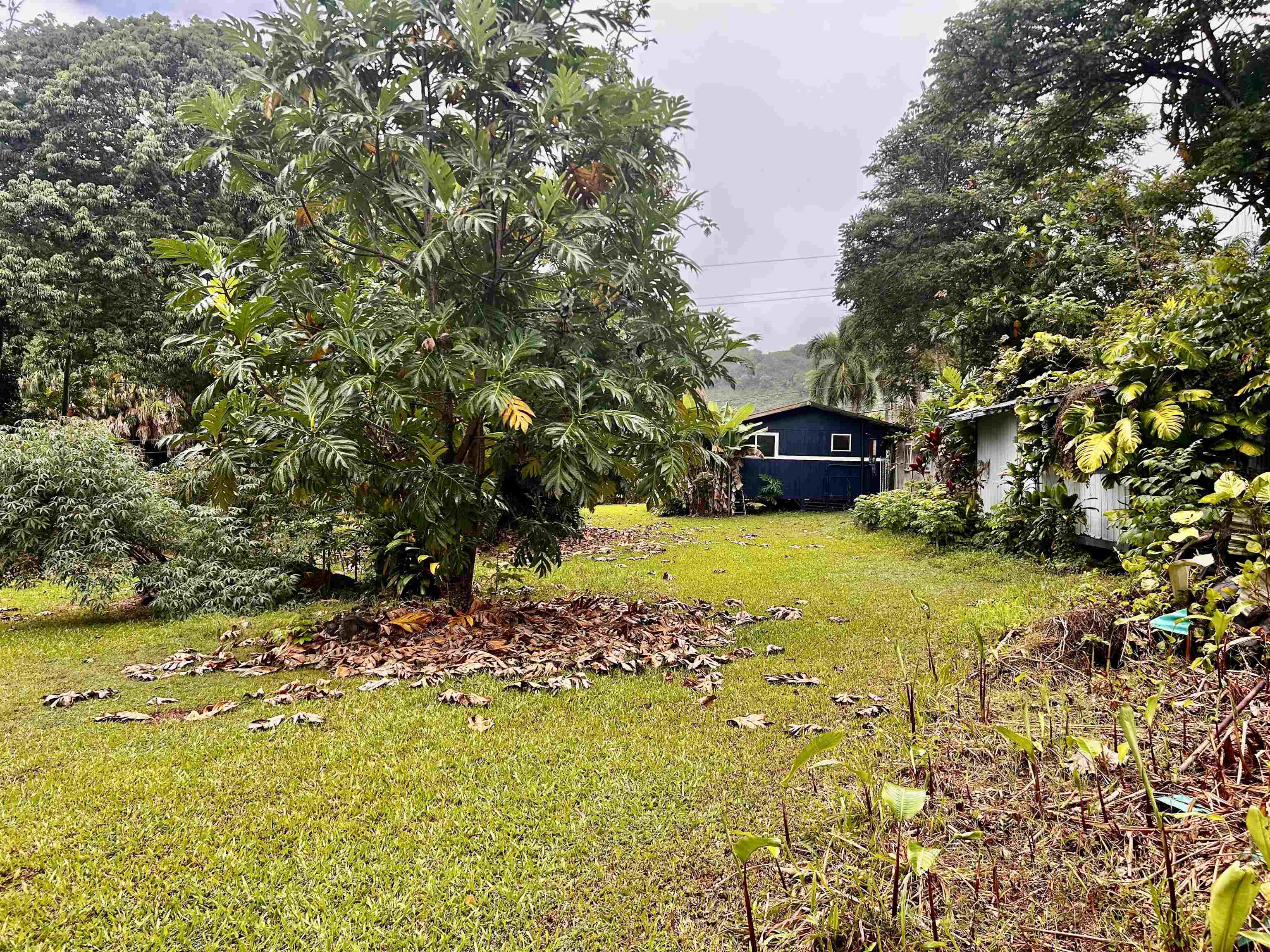 91 Wailua Road Haiku, HI 96708 - Photo 7 of 14 a view of a house with a yard