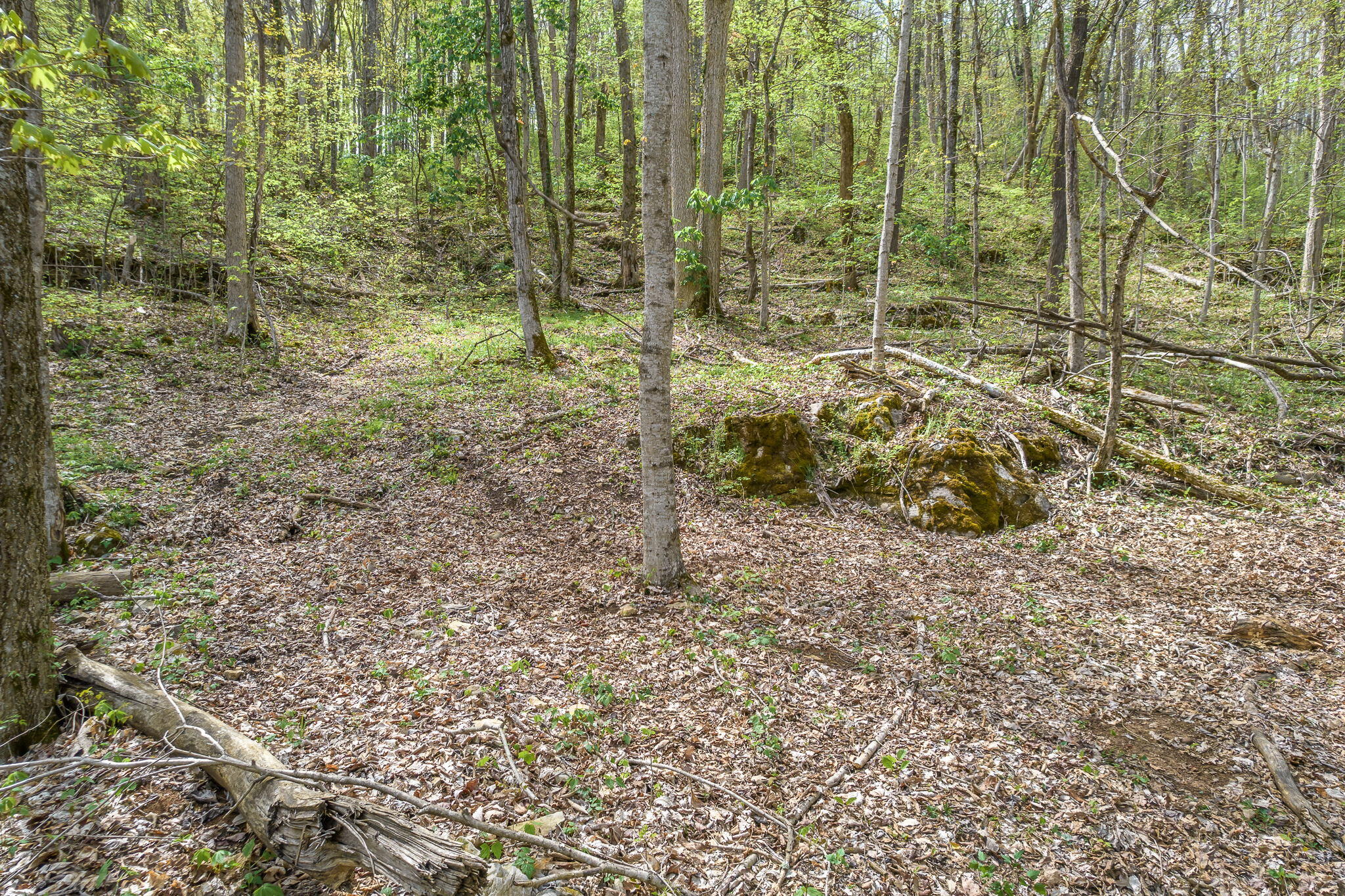 0 Doty Chapel Road Afton, TN 37616 - Photo 8 of 16 8-web-or-mls-Doty Chapel Rd 8