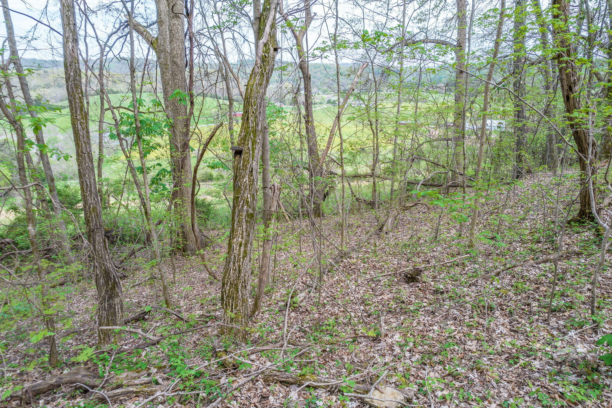 0 Doty Chapel Road Afton, TN 37616 - Photo 9 of 16 9-web-or-mls-Doty Chapel Rd 9