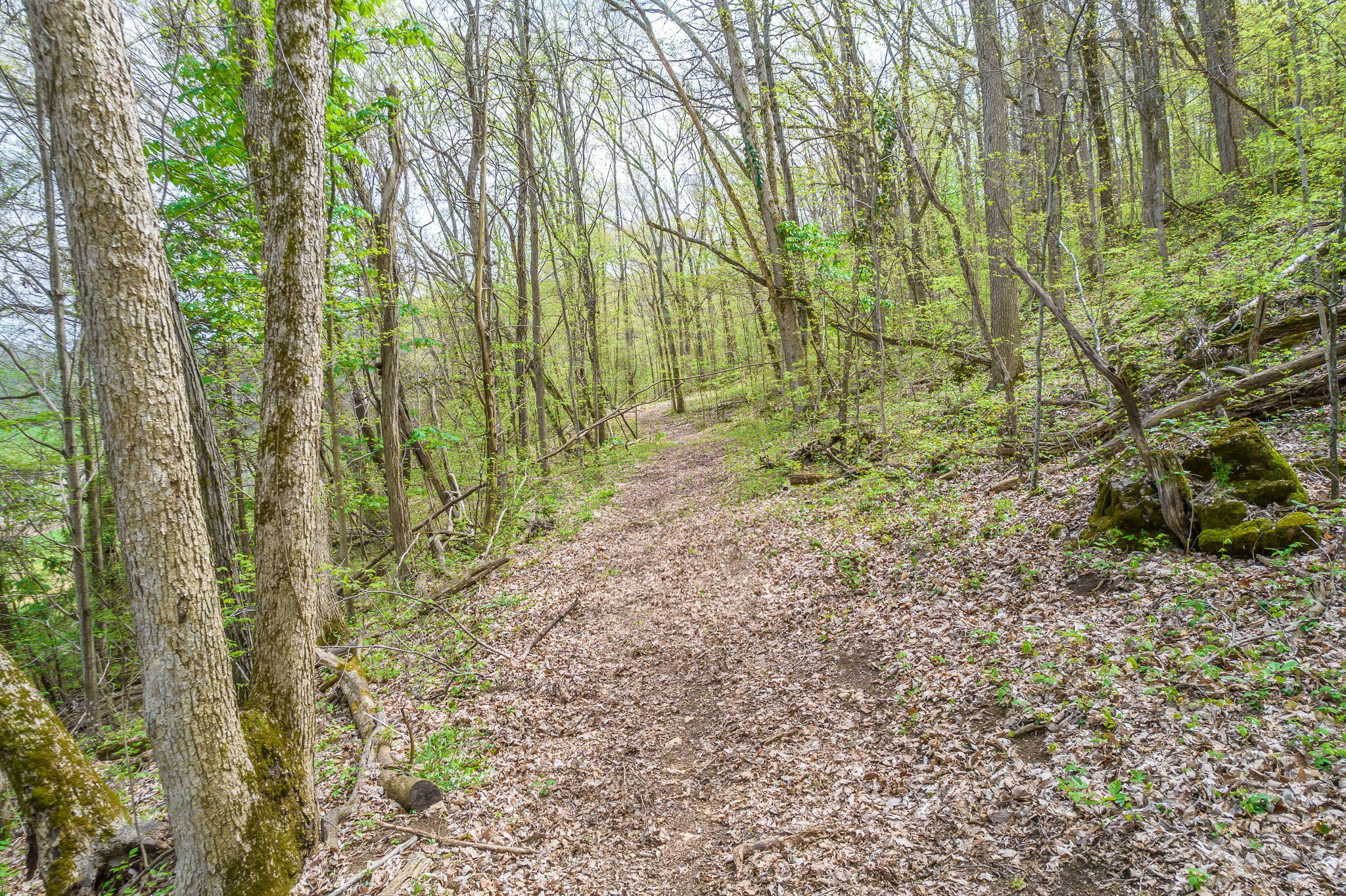 0 Doty Chapel Road Afton, TN 37616 - Photo 10 of 16 10-web-or-mls-Doty Chapel Rd 10