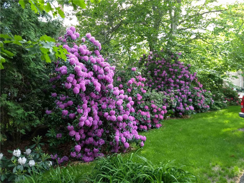 227 Irving Avenue Providence, RI 02906 - Photo 23 of 27 Rhodedendron in bloom