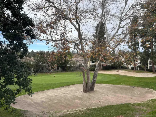 a view of a park with large trees