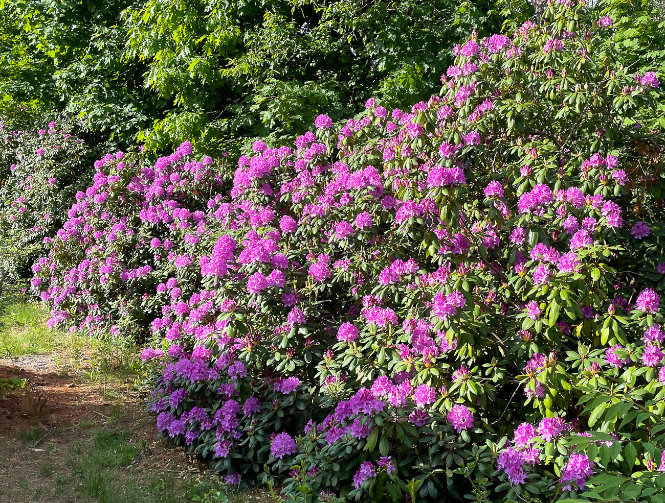 137 Mitchell Road South Portland, ME 04106 - Photo 38 of 43 spring blooms