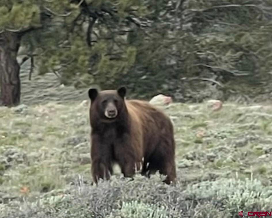 294 Schofield Trail Powderhorn, CO 81243 - Photo 6 of 10 a view of a wall
