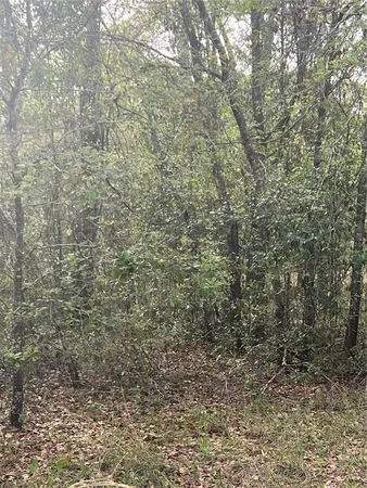 a close up of a tree