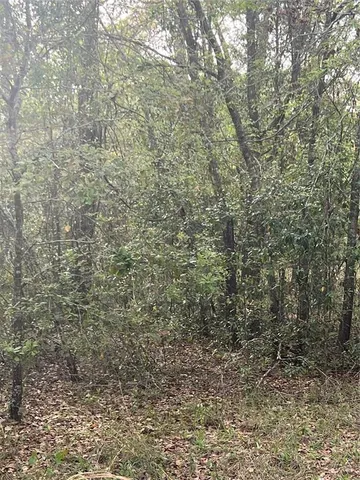 a close up of a tree