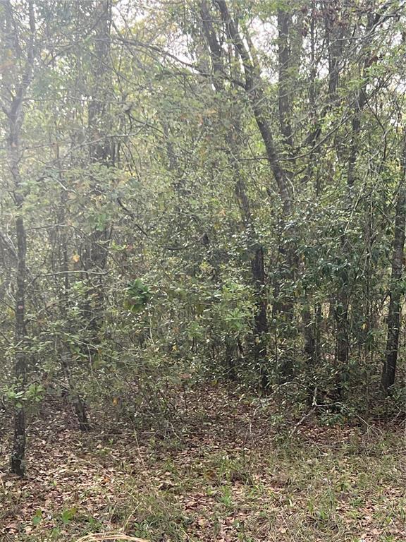 0 Northeast 125th Street Bronson, FL 32621 - Photo 2 of 5 a close up of a tree