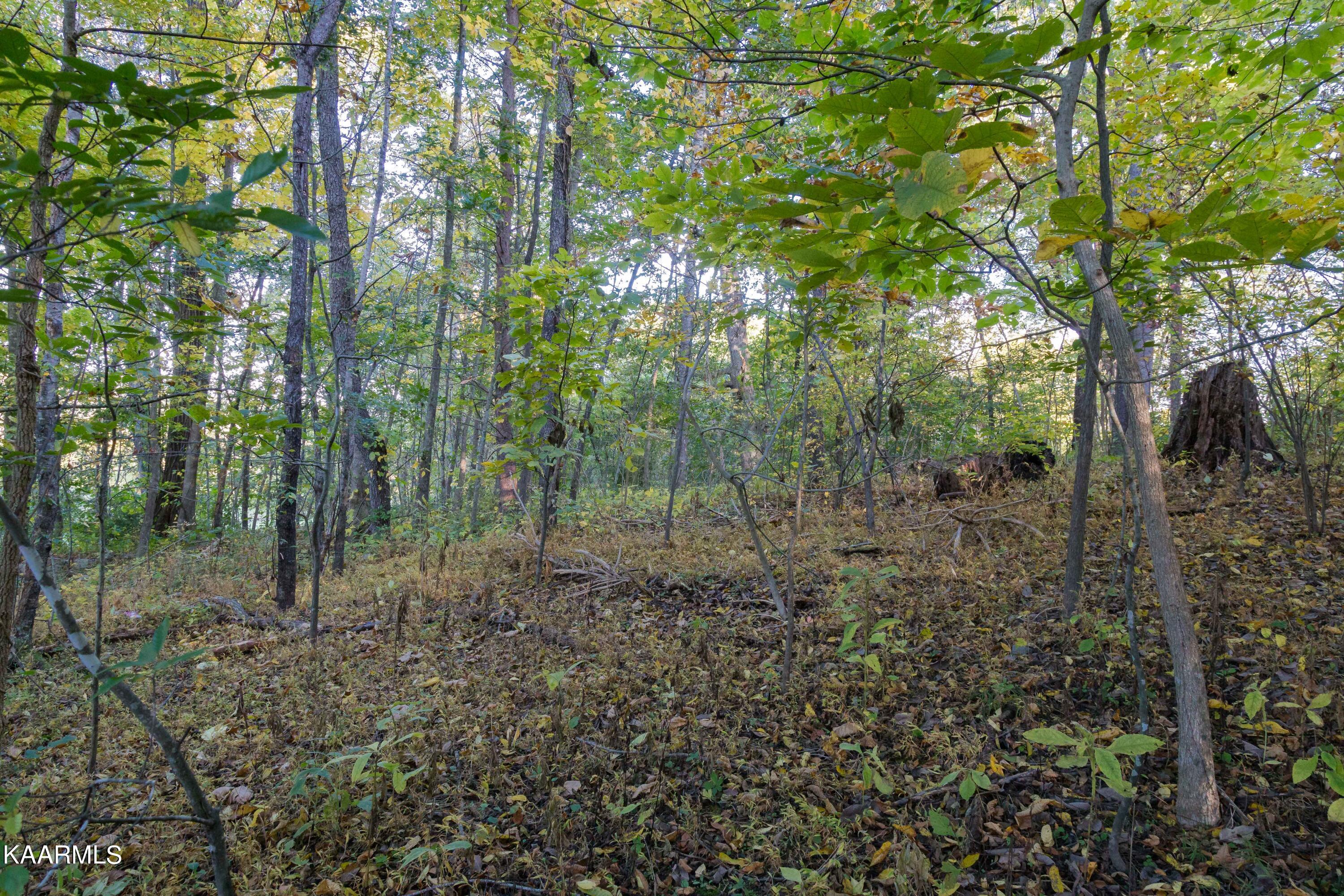 Lot 6 Spring View Drive Sevierville, TN 37862 - Photo 12 of 16 _MG_4626