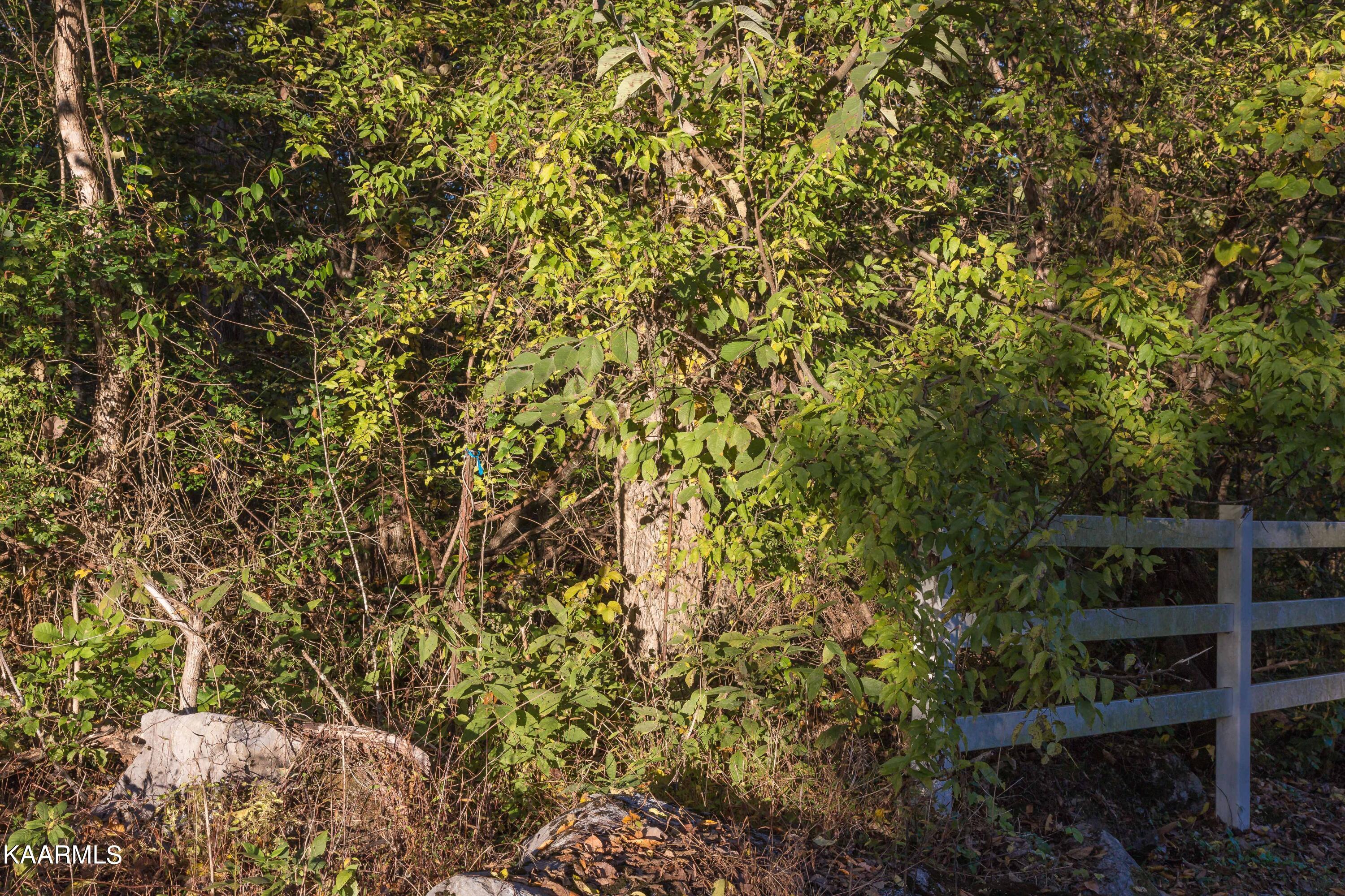 Lot 6 Spring View Drive Sevierville, TN 37862 - Photo 6 of 16 _MG_4620
