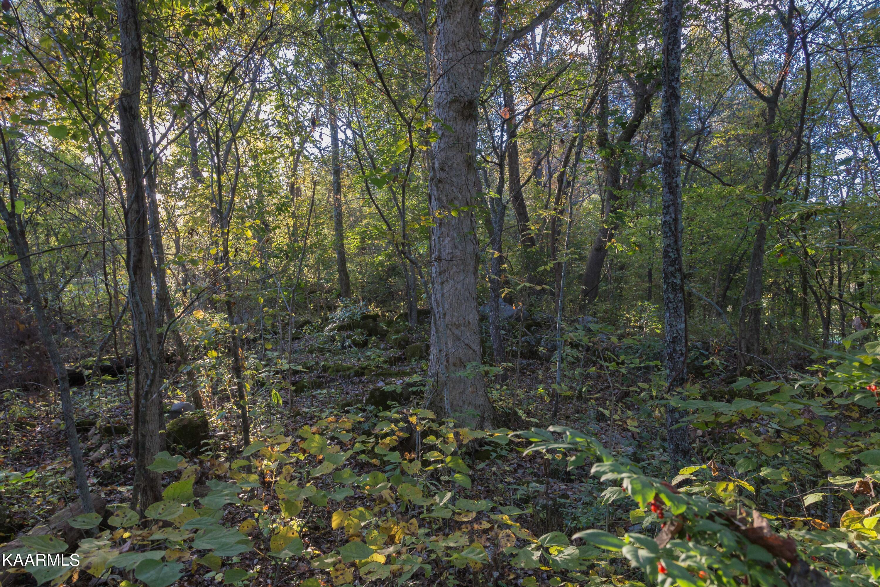 Lot 6 Spring View Drive Sevierville, TN 37862 - Photo 8 of 16 _MG_4622