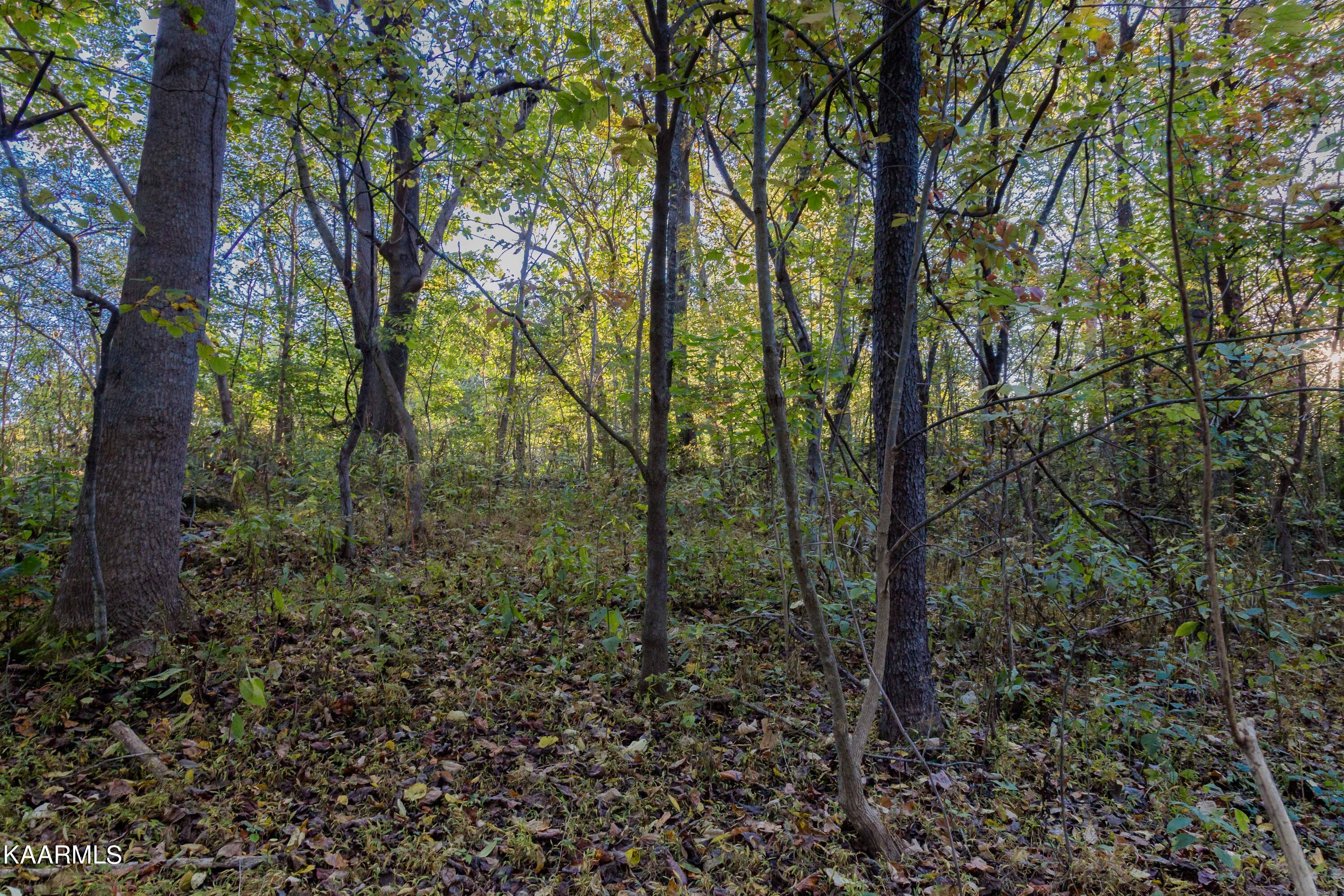Lot 6 Spring View Drive Sevierville, TN 37862 - Photo 10 of 16 _MG_4624