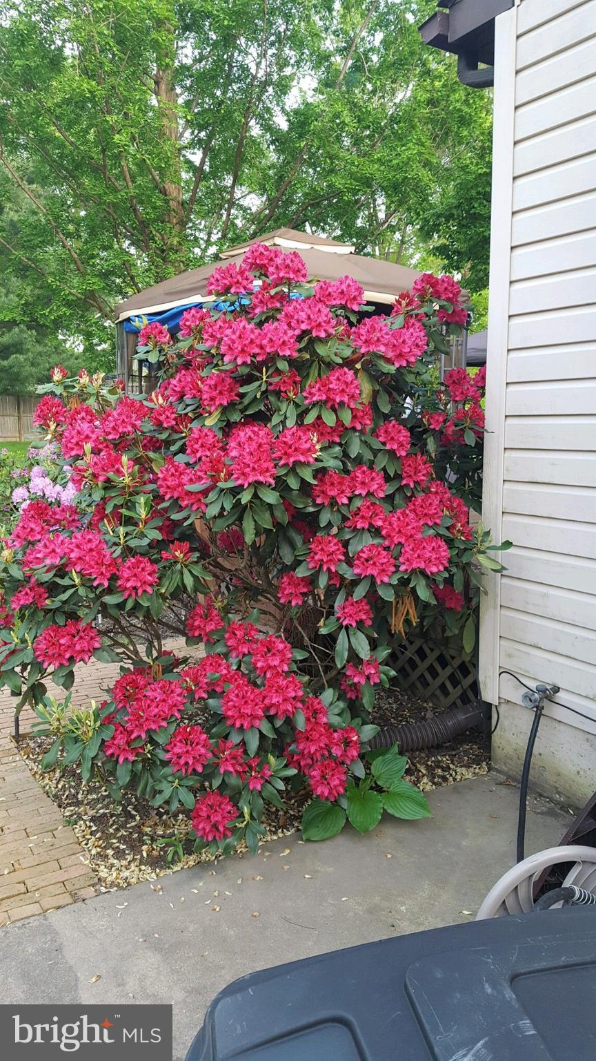 209 Cable Car Road Quakertown, PA 18951 - Photo 5 of 47 Fresh roses