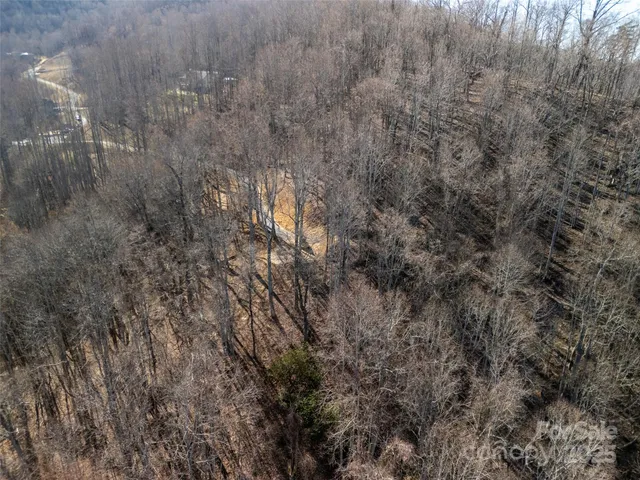 a view of a forest with a dry yard