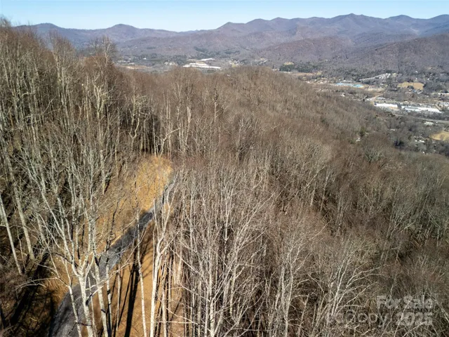 a close up of a tree in a yard