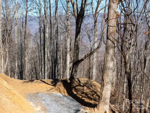 a close up of a plant