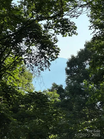 a view of a tree in a garden