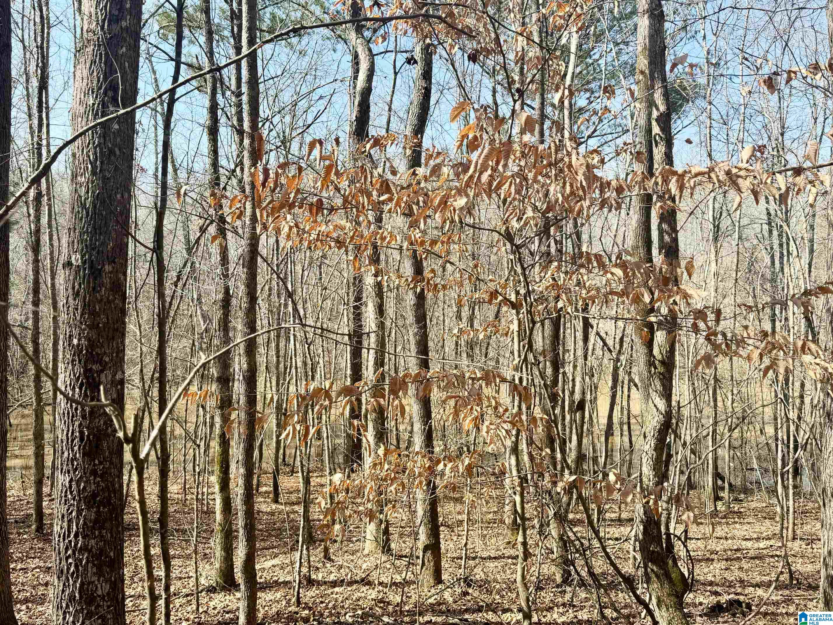 0 Cody Road, Unit 15 66 ACRES Roanoke, AL 36274 - Photo 6 of 7