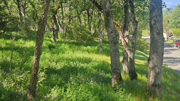 a view of lush green forest