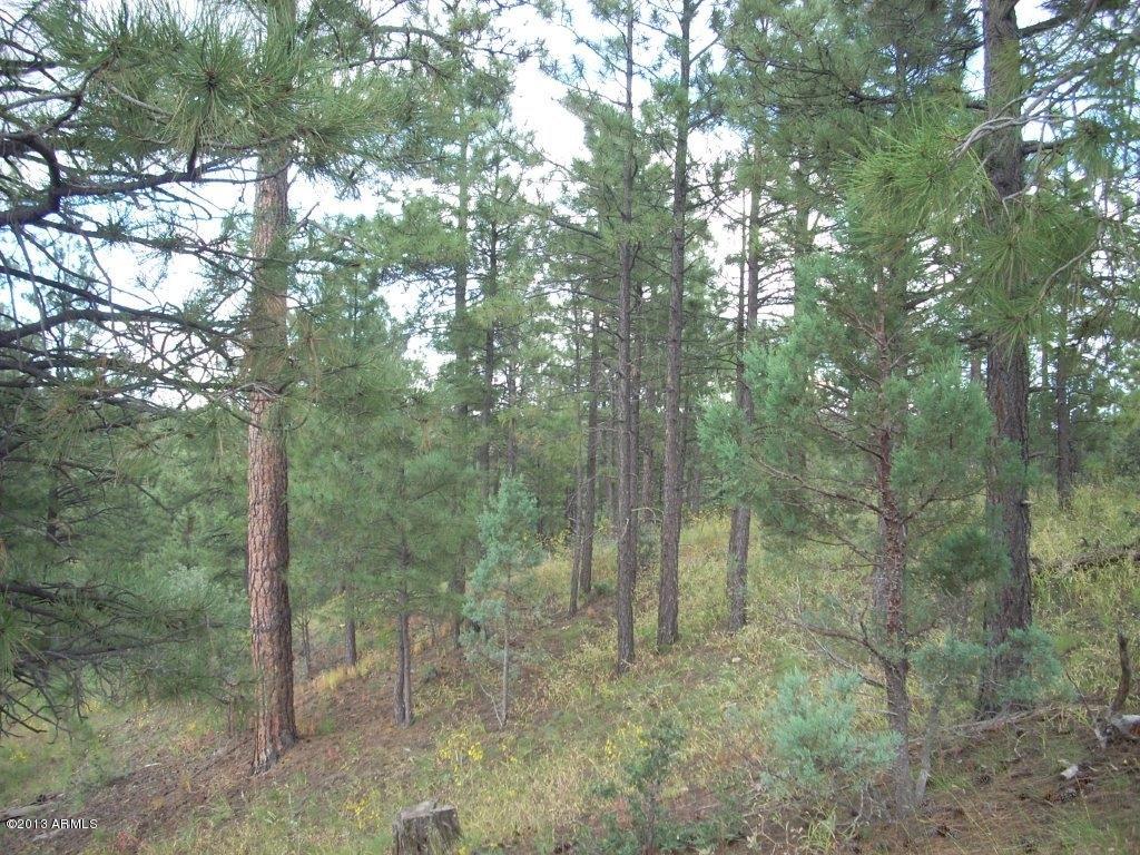 2893 Cedar Ridge Drive, Unit 145 Overgaard, AZ 85933 - Photo 7 of 14 DSCN4561