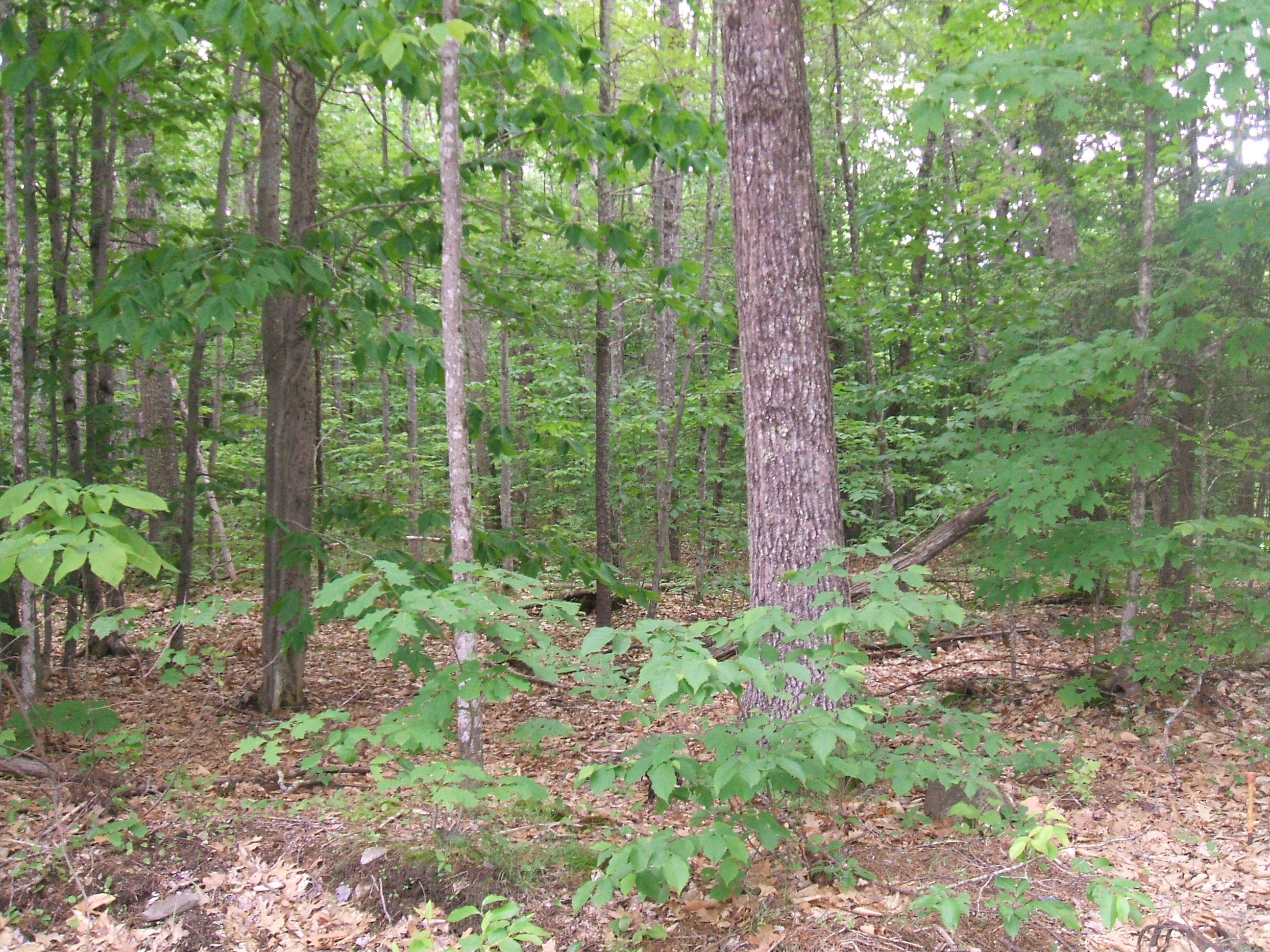 236 B Old Alfred Road Hollis Center, ME 04042 - Photo 5 of 10 DSCF2417