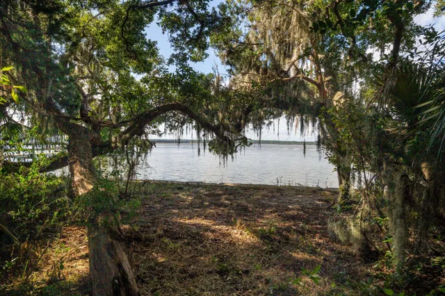 a view of a tree in a yard