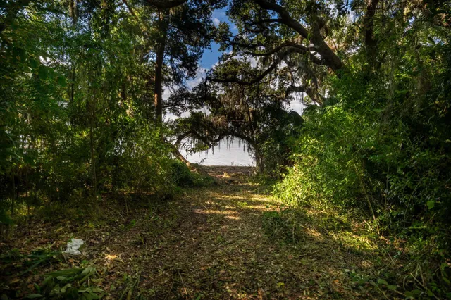 a view of a trees with a yard