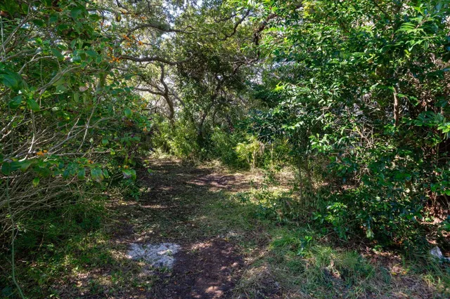 a view of a backyard with large trees