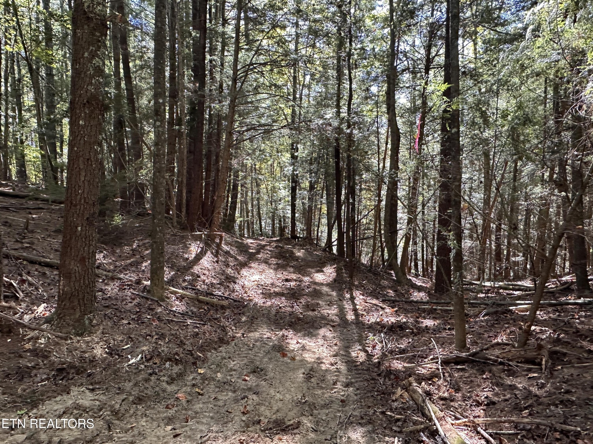 186 Cave Branch Road Allardt, TN 38504 - Photo 11 of 23 a view of tree