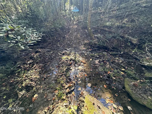 a view of a forest with a tree