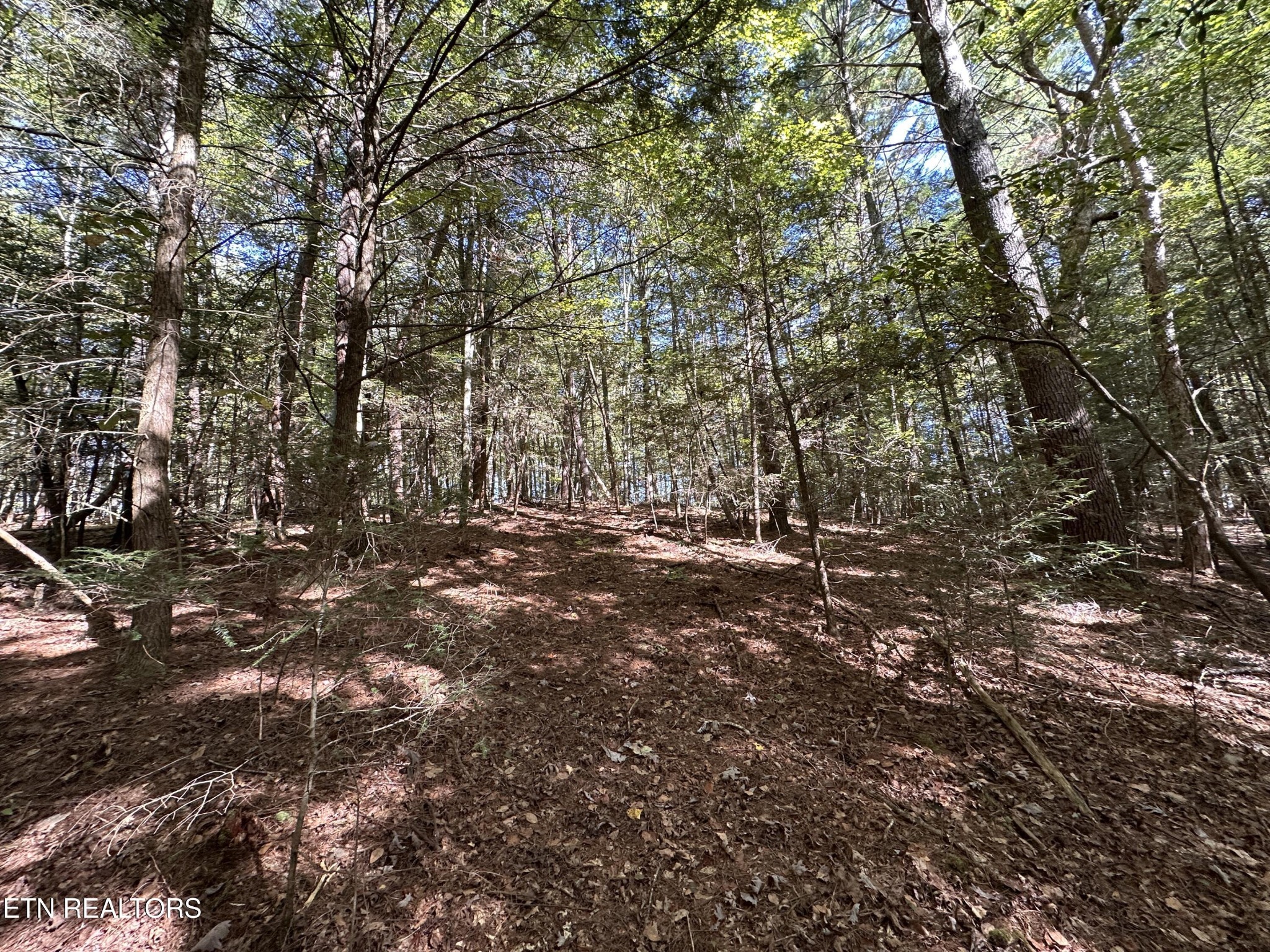 186 Cave Branch Road Allardt, TN 38504 - Photo 15 of 23 a view of forest