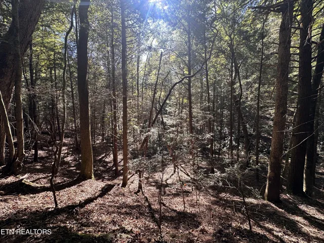 a view of a tree in a yard