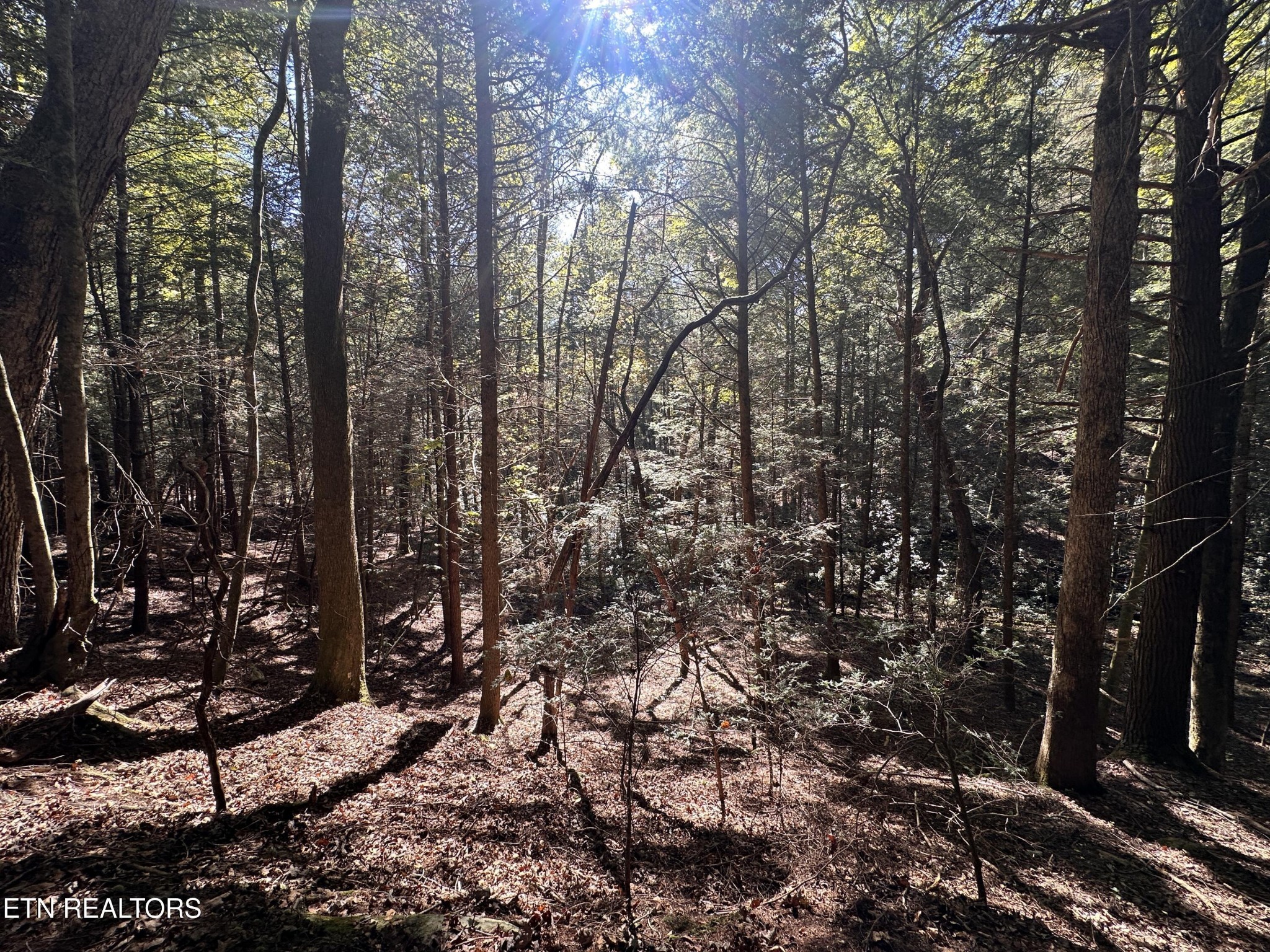 186 Cave Branch Road Allardt, TN 38504 - Photo 16 of 23 a view of outdoor space