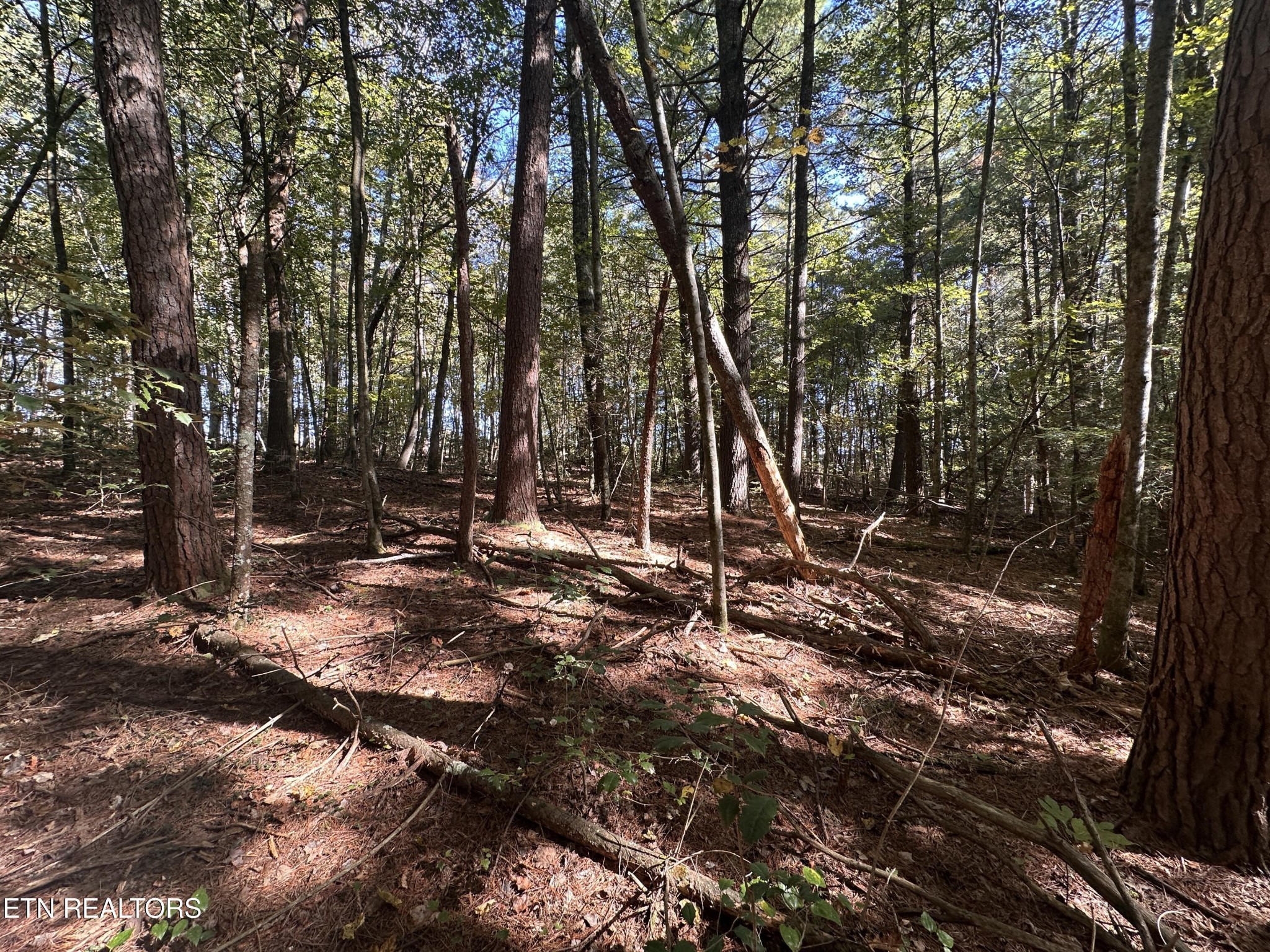 186 Cave Branch Road Allardt, TN 38504 - Photo 17 of 23 a view of a tree in a yard