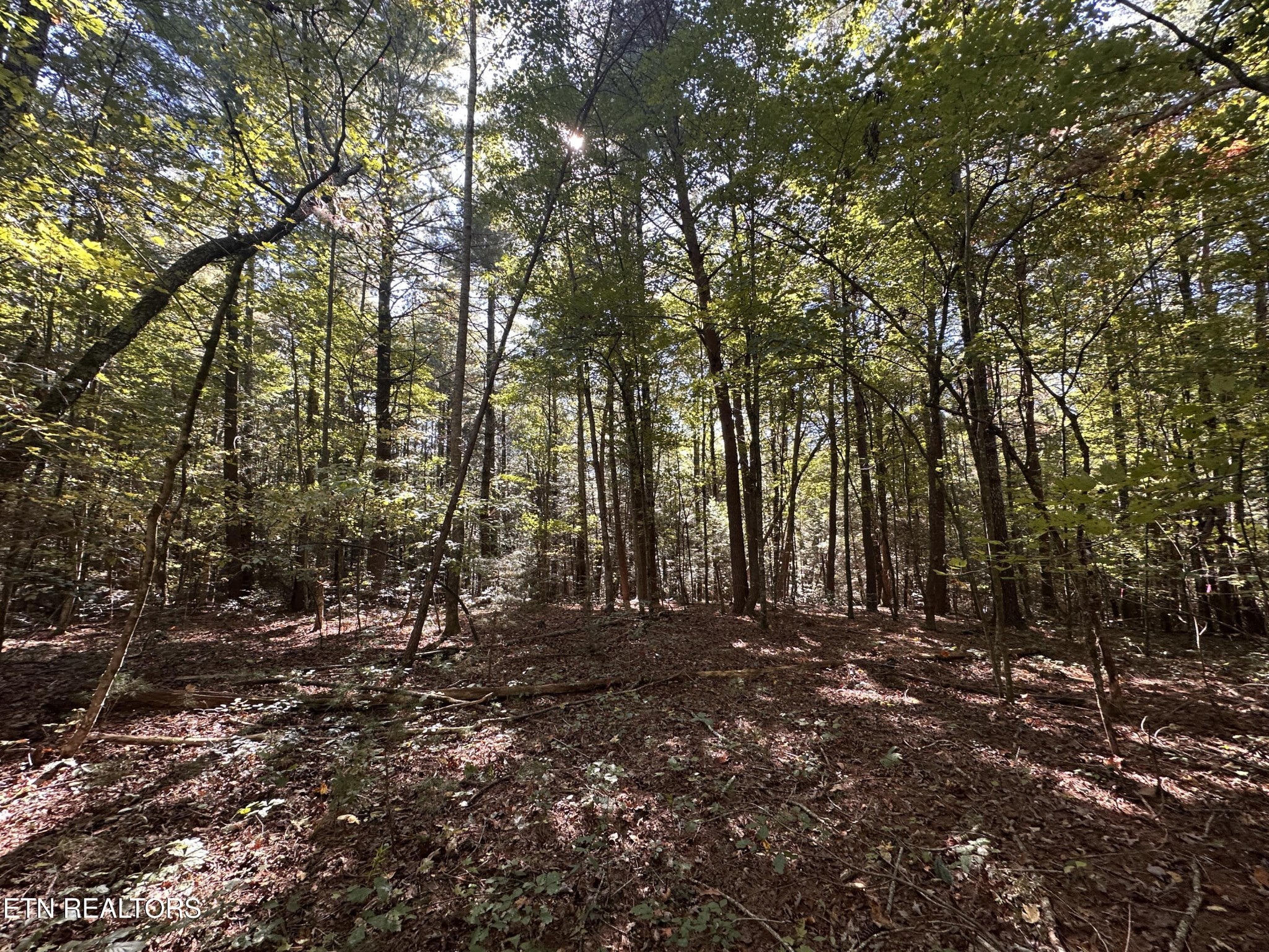 186 Cave Branch Road Allardt, TN 38504 - Photo 18 of 23 a view of outdoor space with trees
