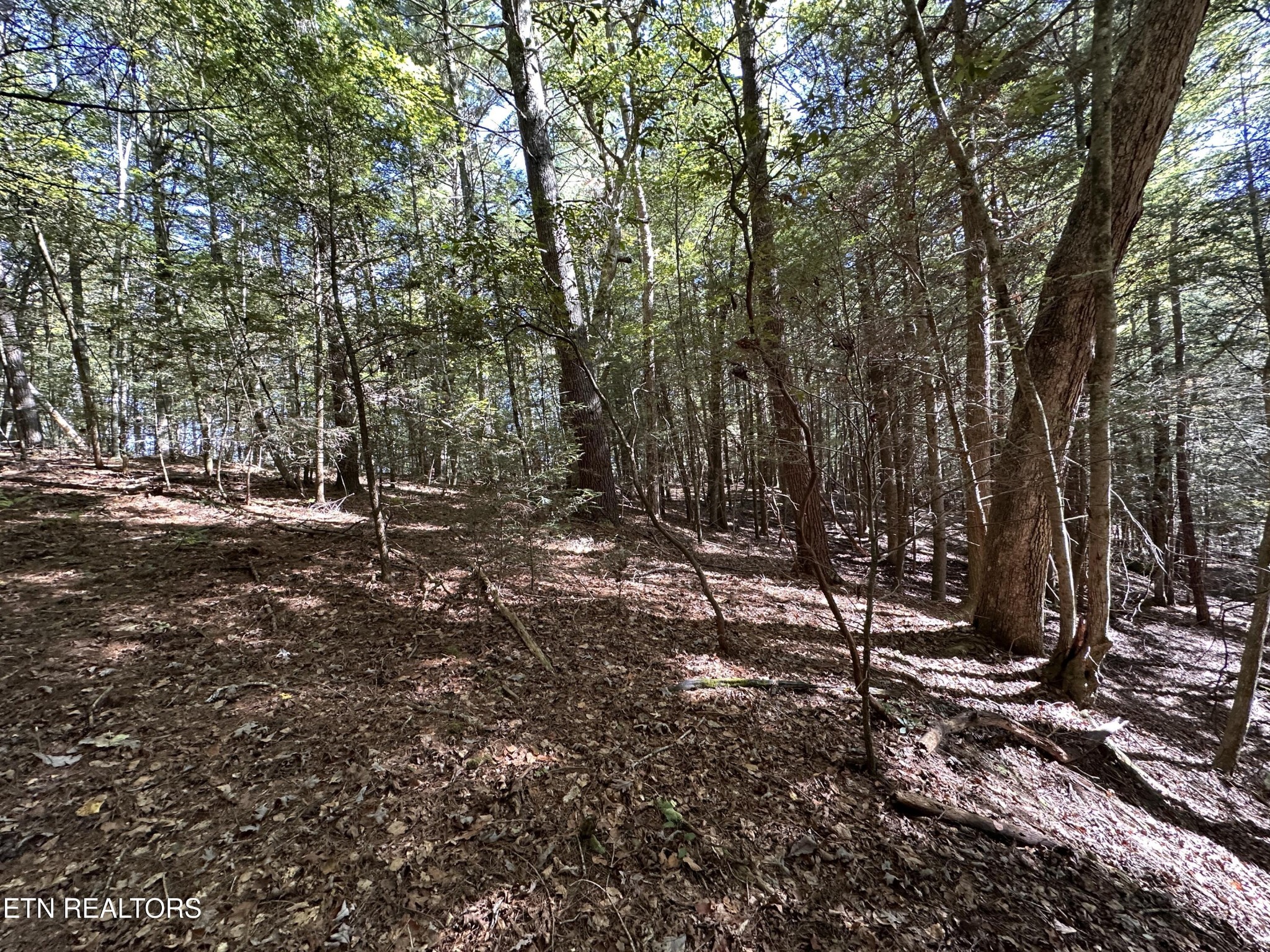 186 Cave Branch Road Allardt, TN 38504 - Photo 20 of 23 a view of outdoor space with green space