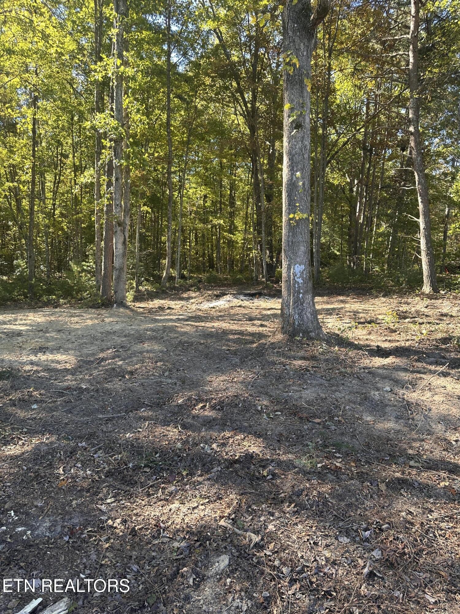 186 Cave Branch Road Allardt, TN 38504 - Photo 2 of 23 a view of a road with a trees