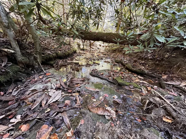 a view of outdoor space with a tree
