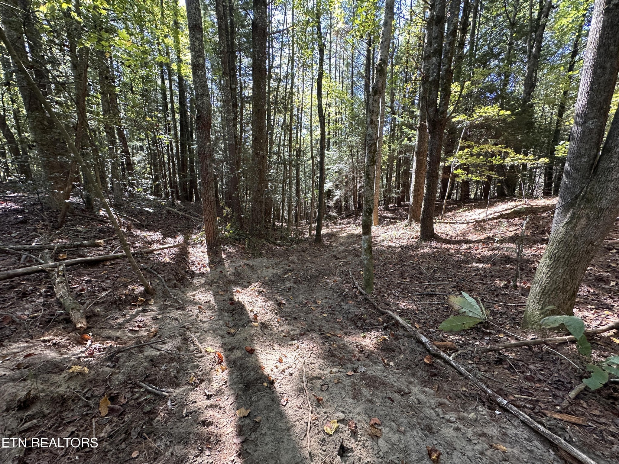 186 Cave Branch Road Allardt, TN 38504 - Photo 6 of 23 a big yard with lots of green space