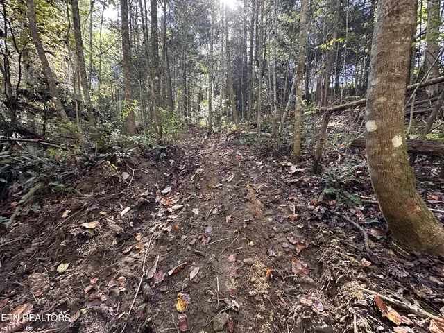 a view of a forest with lots of trees
