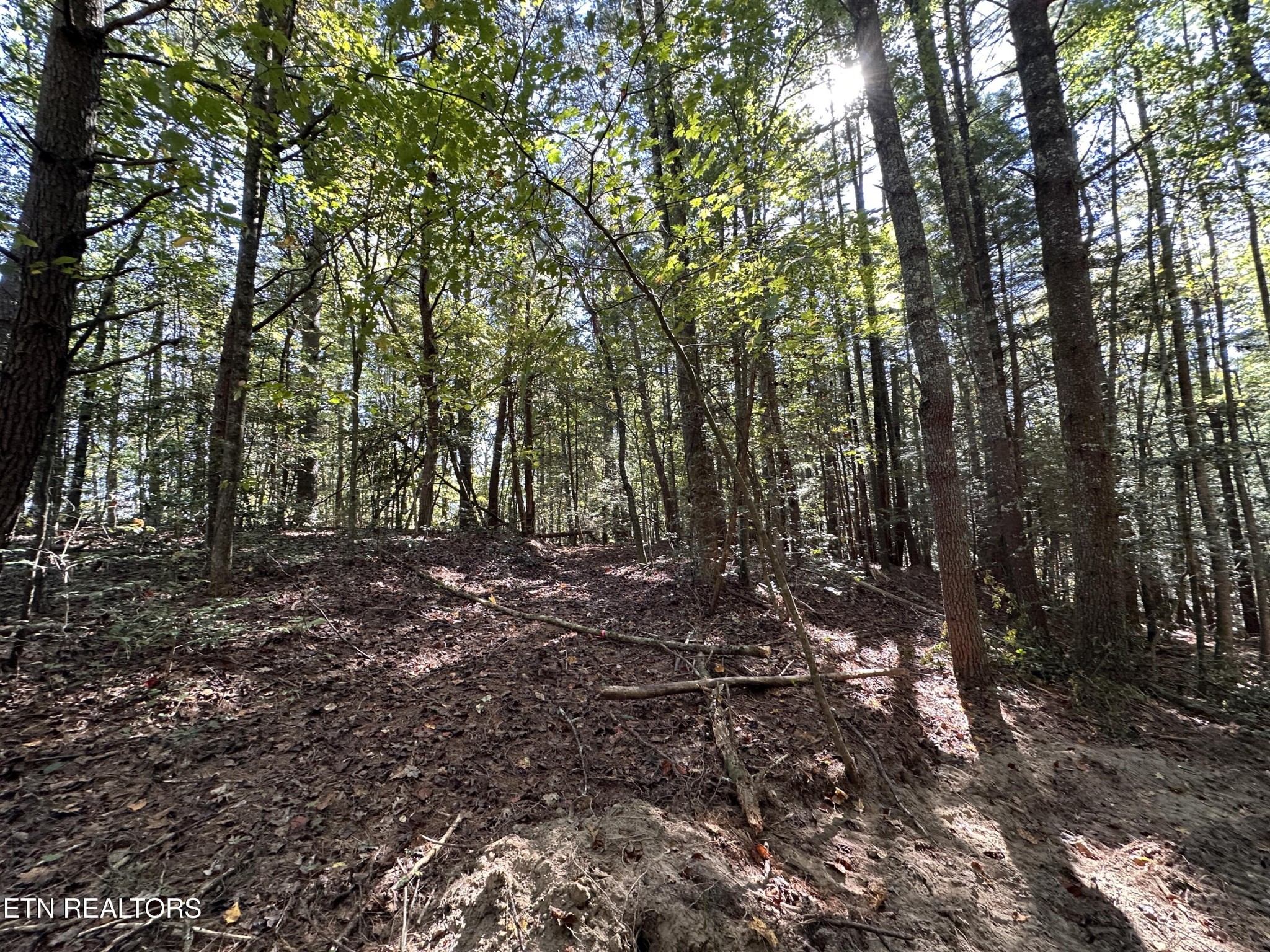 186 Cave Branch Road Allardt, TN 38504 - Photo 8 of 23 a view of forest