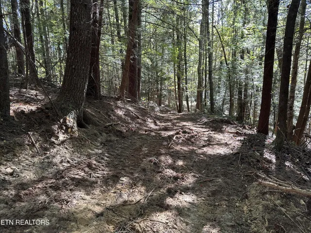 a view of a forest with trees