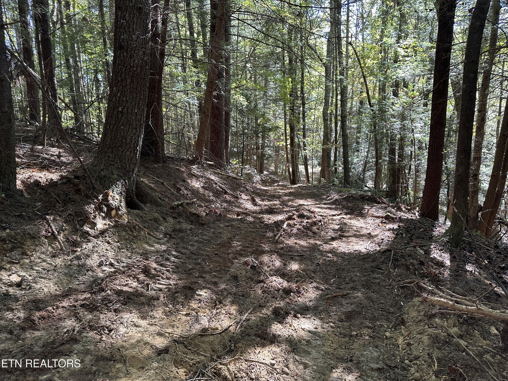 186 Cave Branch Road Allardt, TN 38504 - Photo 9 of 23 a view of a forest with trees
