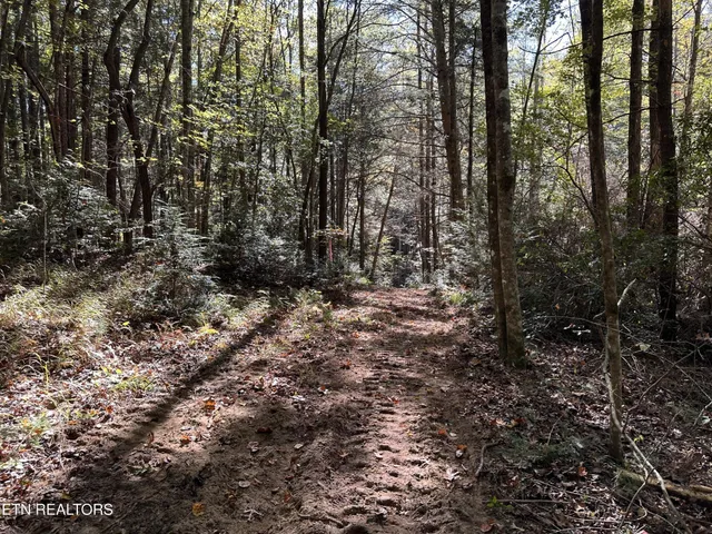 a view of a yard with trees